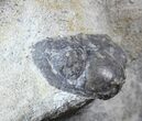 Devonian Ammonite (Anetoceras) - Morocco #63081-2